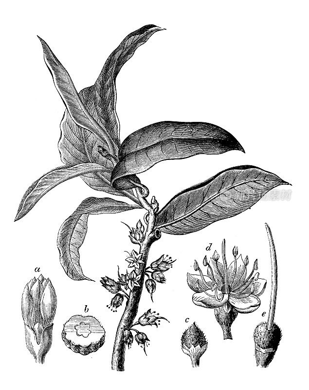 古董雕刻插图:Palaquium gutta, Isonandra gutta